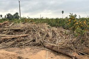 Barrachina: “El prohibicionismo de la CHJ impide a los ayuntamientos limpiar cauces y barrancos para minimizar el riesgo de inundaciones”