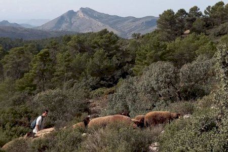 El Ayuntamiento contrata rebaños de ovejas para mantener  el monte limpio de vegetación seca