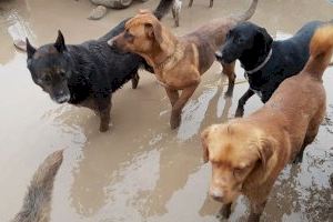 Habilitan veterinarios urgentes para los animales afectados por las inundaciones