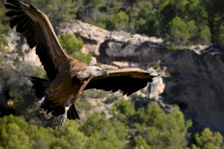 Nova jornada d’anellament de voltors a Alcoi