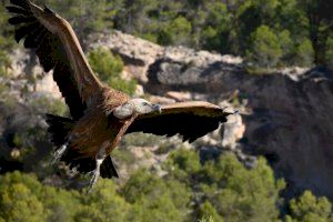 Nueva jornada de anillamiento de buitres en Alcoy