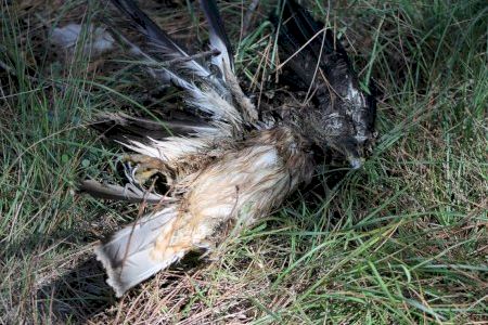 Alertan de la presencia de cazadores furtivos en Castellón: cientos de aves en peligro de extinción, víctimas del plomo