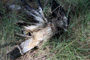 Alertan de la presencia de cazadores furtivos en Castellón: cientos de aves en peligro de extinción, víctimas del plomo