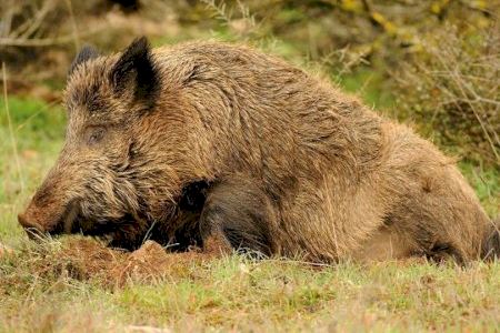 Burriana quiere acabar con la plaga de jabalíes: su carne podría ir a comedores sociales