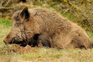 Burriana quiere acabar con la plaga de jabalíes: su carne podría ir a comedores sociales