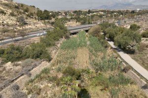 El Ayuntamiento de Sant Joan promueve la limpieza del Barranco del Juncaret para evitar el desbordamiento del cauce con lluvias extremas