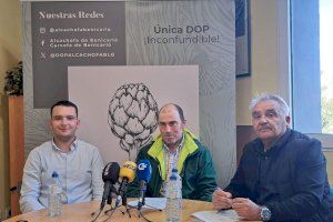 Proyecto de mejora vegetal  para la alcachofa DO de Benicarló