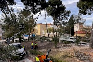 Petrer inicia los trabajos de tala y retirada de los pinos de los jardines Alcalde Vicente Maestre tras alertar riesgo de caída