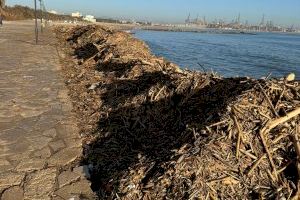 Santamaría: "Catalá anuncia la limpieza de la playa de Pinedo mientras los residuos se acumulan en el paseo"