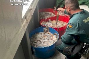 Sigue el escándalo pesquero en Burriana: ya van 250 kilos de pulpo incautados en solo un mes