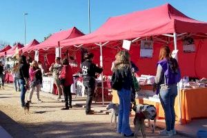 ¿Pensando en adoptar? Almassora celebra su Feria de Adopción Responsable