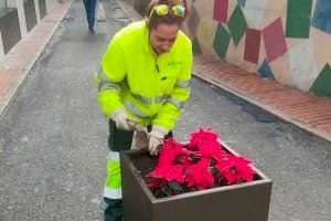 Benidorm decora las calles de la ciudad con la colocación de cerca de 10.000 plantas ornamentales