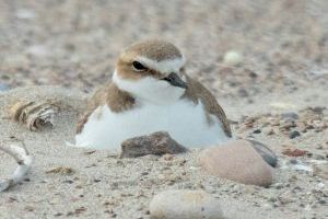 Nuevo robo en el cercado de protección del chorlitejo patinegro en la playa de Nules