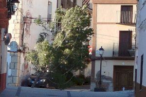 El temporal de fred i vent s'emporta per davant l'arbre de Nadal d'un poble de Castelló