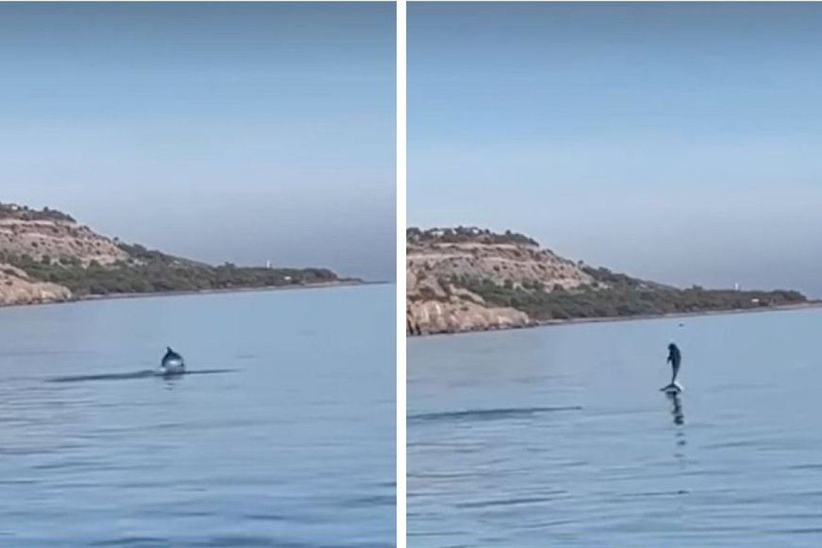 VÍDEO | Un espectáculo único en la vía verde entre Oropesa y Benicàssim: el espectacular paseo de unos delfines