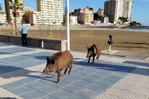 La platja de la Conxa d'Orpesa rep la visita d'uns nous 'turistes' aquest pont de desembre