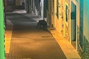 "Cazan" a un jabalí en pleno centro de Oropesa: "Vienen a comerse los turrones al pueblo"