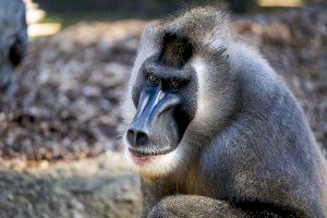 La magia de “Mufasa: El Rey León” cobra vida en BIOPARC Valencia