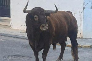 Colectivos animalistas sobre la celebración de los primeros festejos taurinos de la temporada: "Es especialmente preocupante"