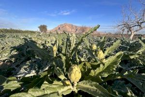 Comer de caliente en la Vega Baja: planes de invierno llenos de sabor, tradición y productos de temporada