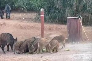 El Ayuntamiento de Calp implanta medidas para controlar la sobrepoblación de jabalíes