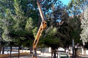 Ontinyent revisa més de 500 pins del nucli urbà per retirar cucs de processionària