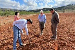 Los agricultores de Alicante denuncian una “histórica crisis del limón y una sequía extrema que ha arrasado al secano”