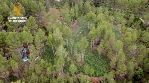 Incautado el mayor número de plantas de marihuana jamás localizado en Valencia