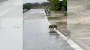 Una manada de jabalís cruza los campos anegados en Carcaixent