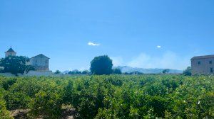 Incendi en una zona de vegetació entre Borriana i Nules