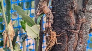 Invasión inédita de saltamontes que son una amenaza para el campo valenciano: "Su presencia es preocupante"