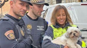 Roban un coche con un perro dentro en Valencia y lo dejan encerrado tres días sin agua ni comida